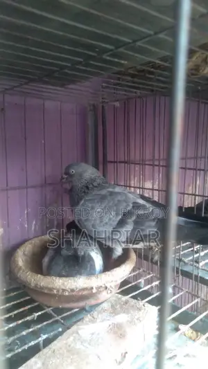 Pigeon Farm