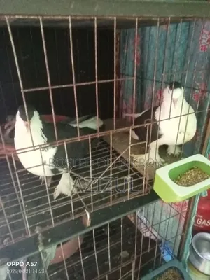 A pair of beautiful Lahori pigeons for sale