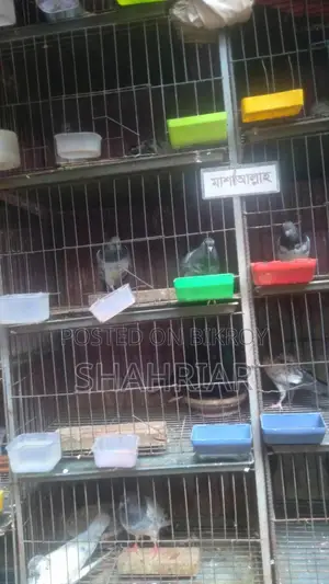 Pigeon Farm