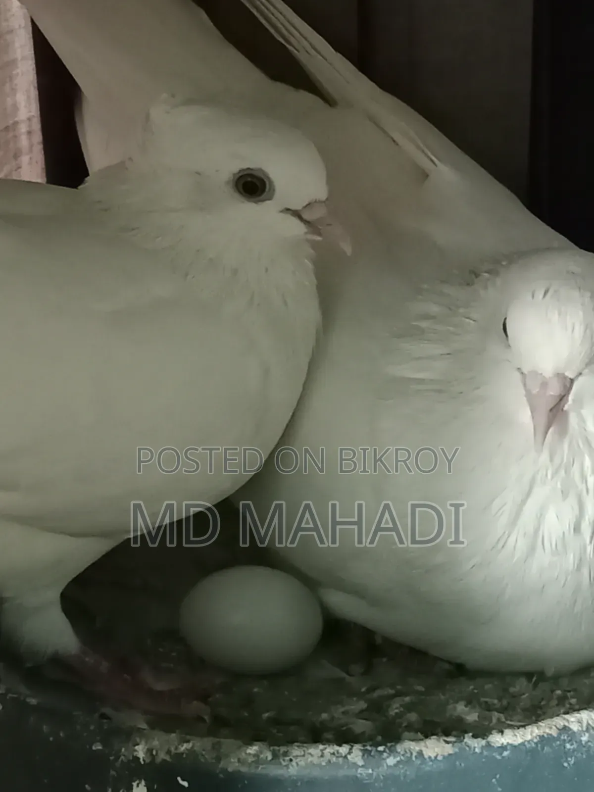 MashaAllah Beautiful Pair of Gribaz Pigeons