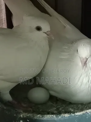 MashaAllah Beautiful Pair of Gribaz Pigeons