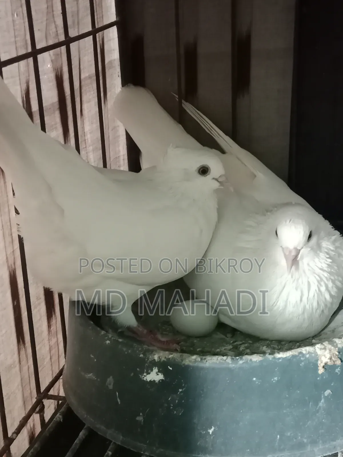 MashaAllah Beautiful Pair of Gribaz Pigeons
