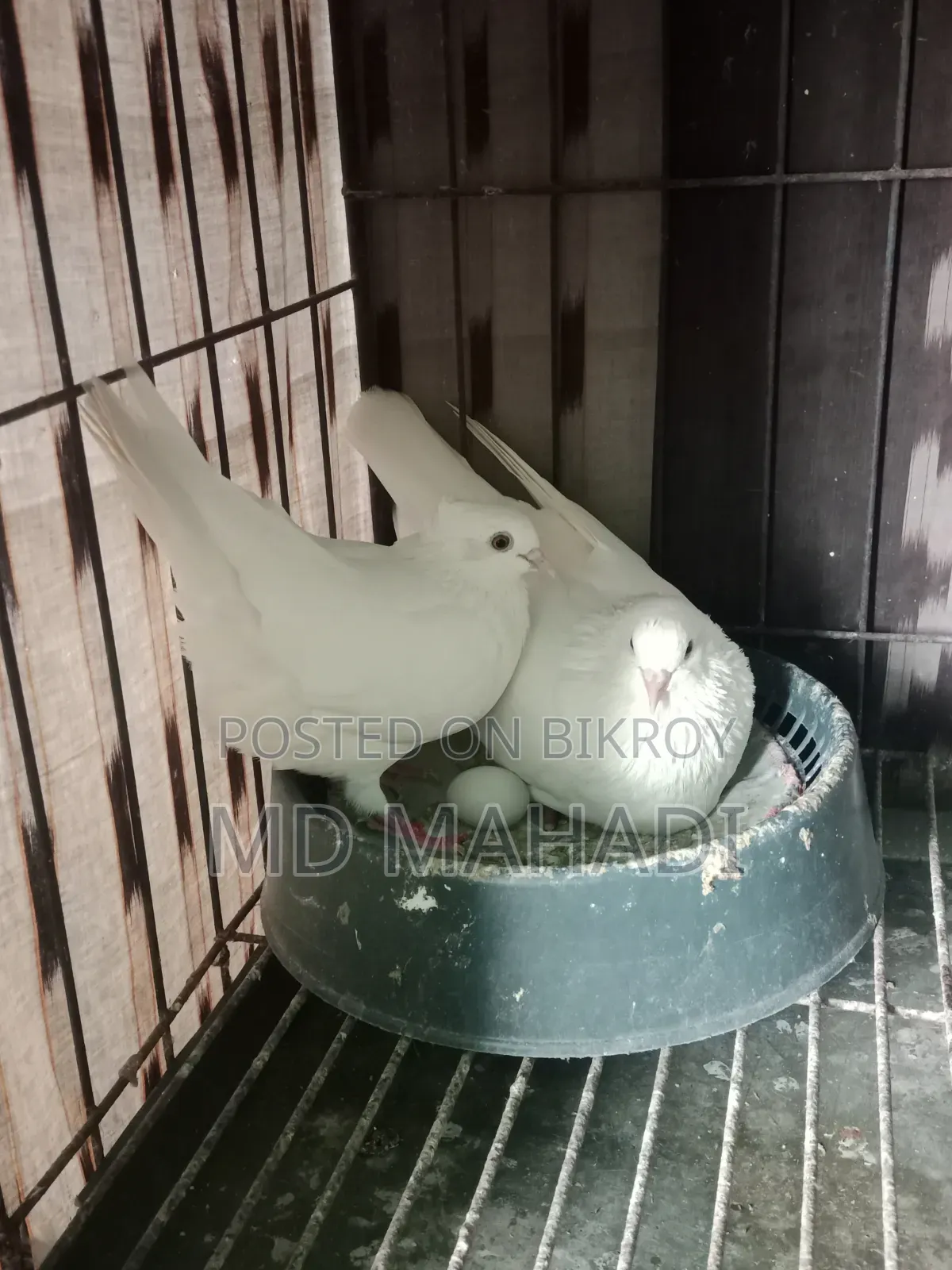 MashaAllah Beautiful Pair of Gribaz Pigeons