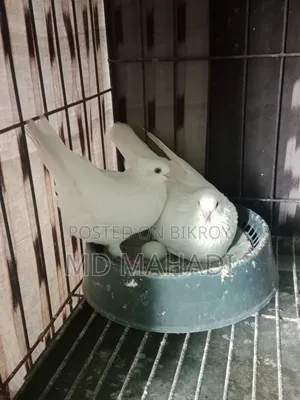 MashaAllah Beautiful Pair of Gribaz Pigeons