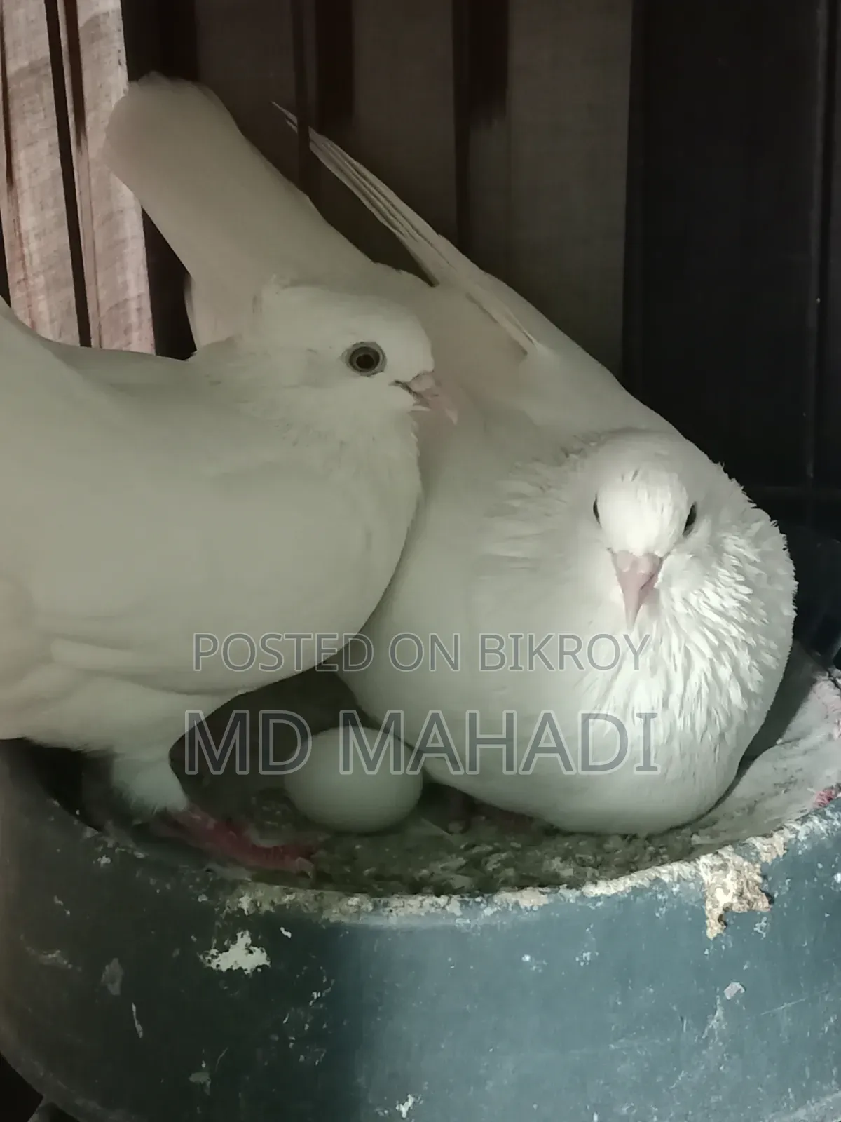 MashaAllah Beautiful Pair of Gribaz Pigeons
