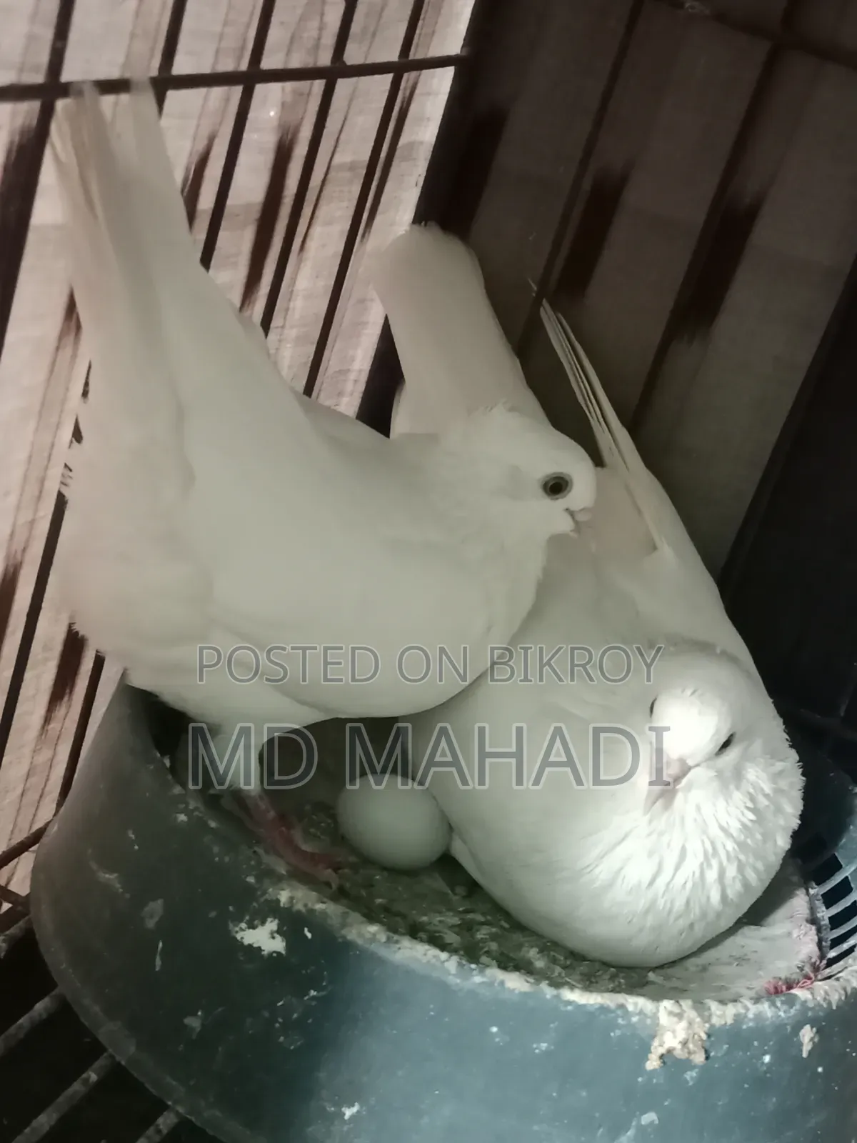 MashaAllah Beautiful Pair of Gribaz Pigeons