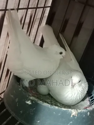 MashaAllah Beautiful Pair of Gribaz Pigeons