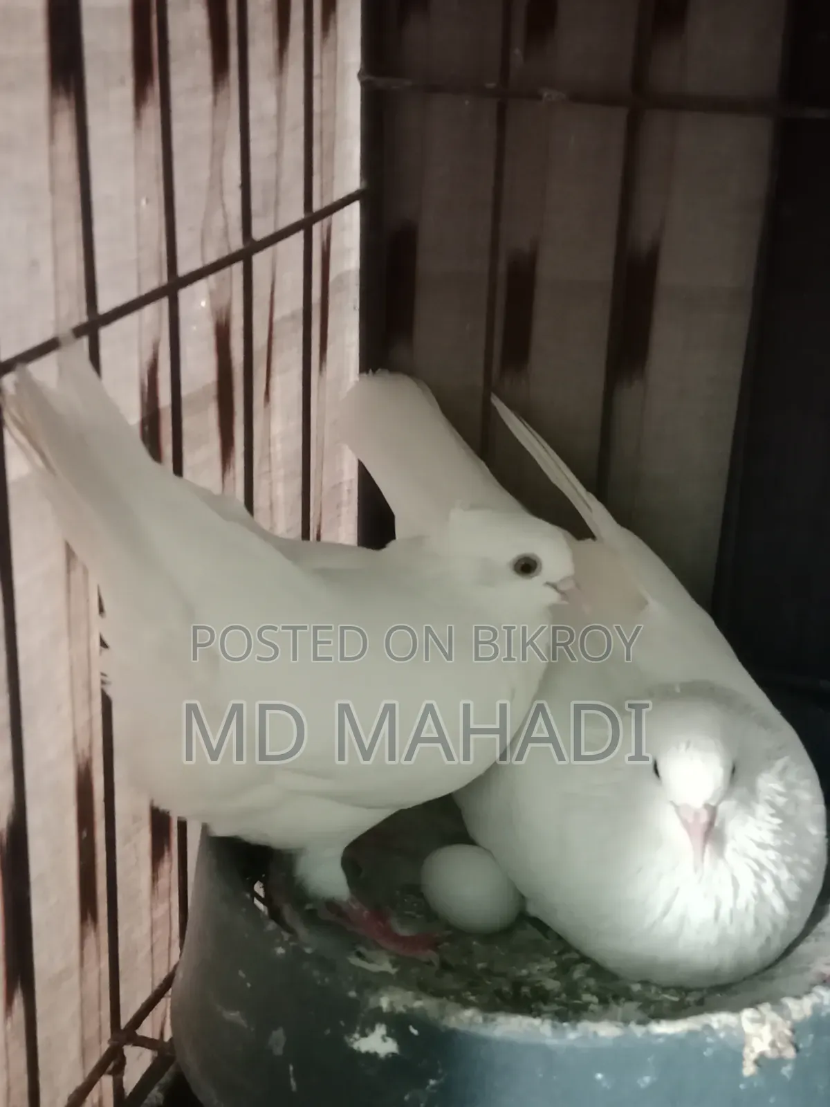 MashaAllah Beautiful Pair of Gribaz Pigeons