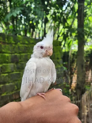 জিহাদের পাখি