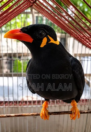 ময়না পাখি খাঁচা সহ বিক্রি