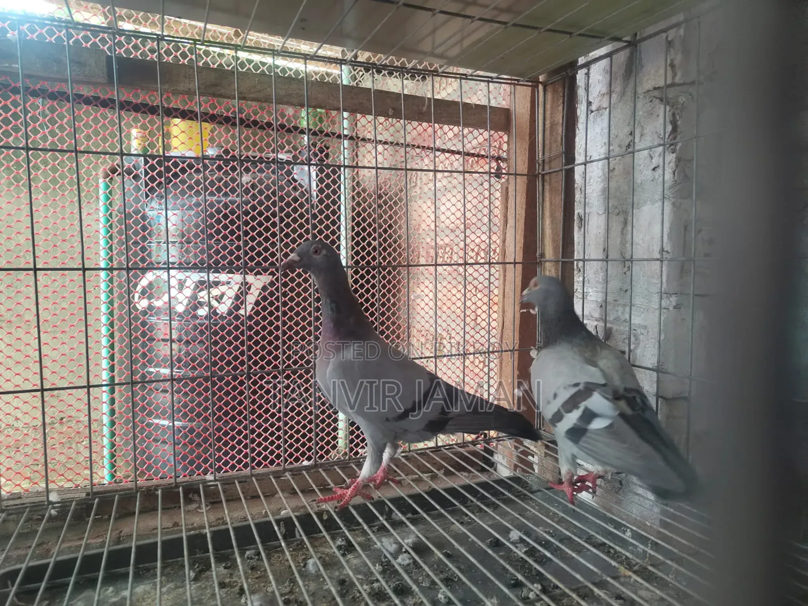 Racer Homer Pigeon