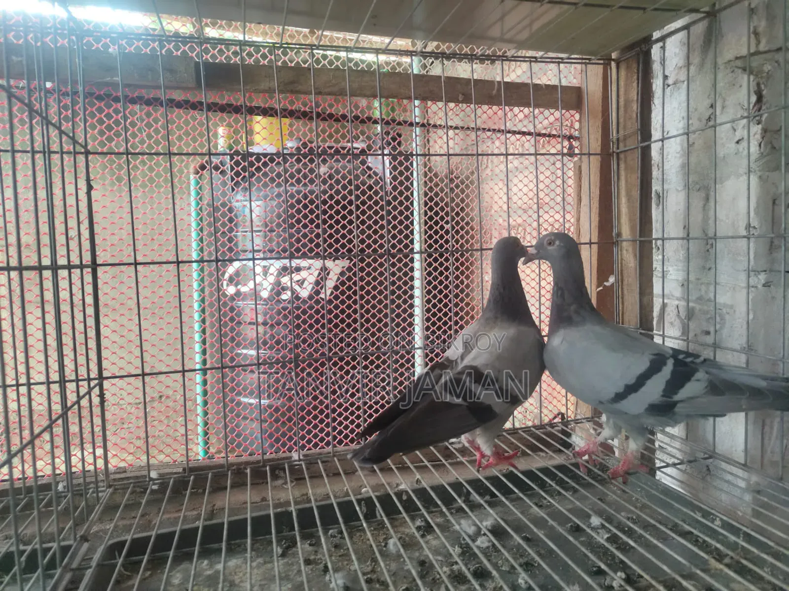 Racer Homer Pigeon