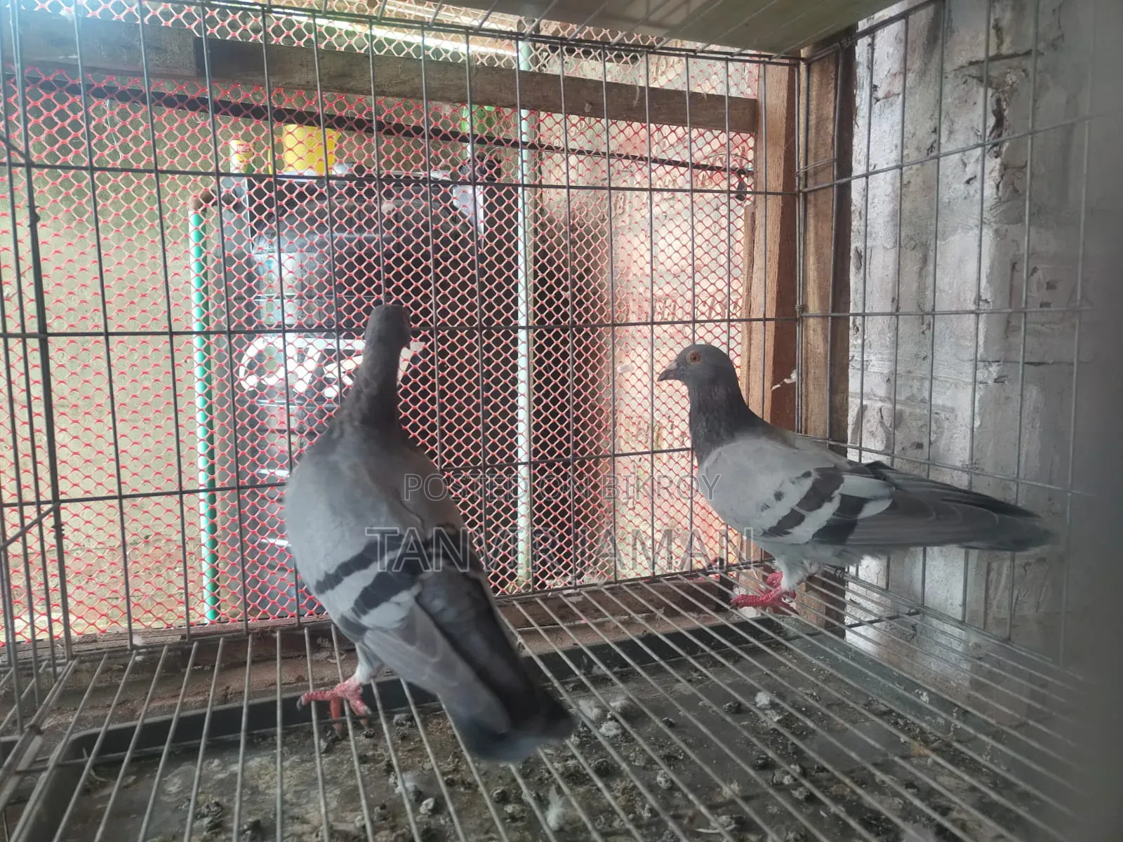 Racer Homer Pigeon