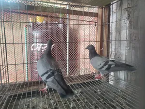Racer Homer Pigeon