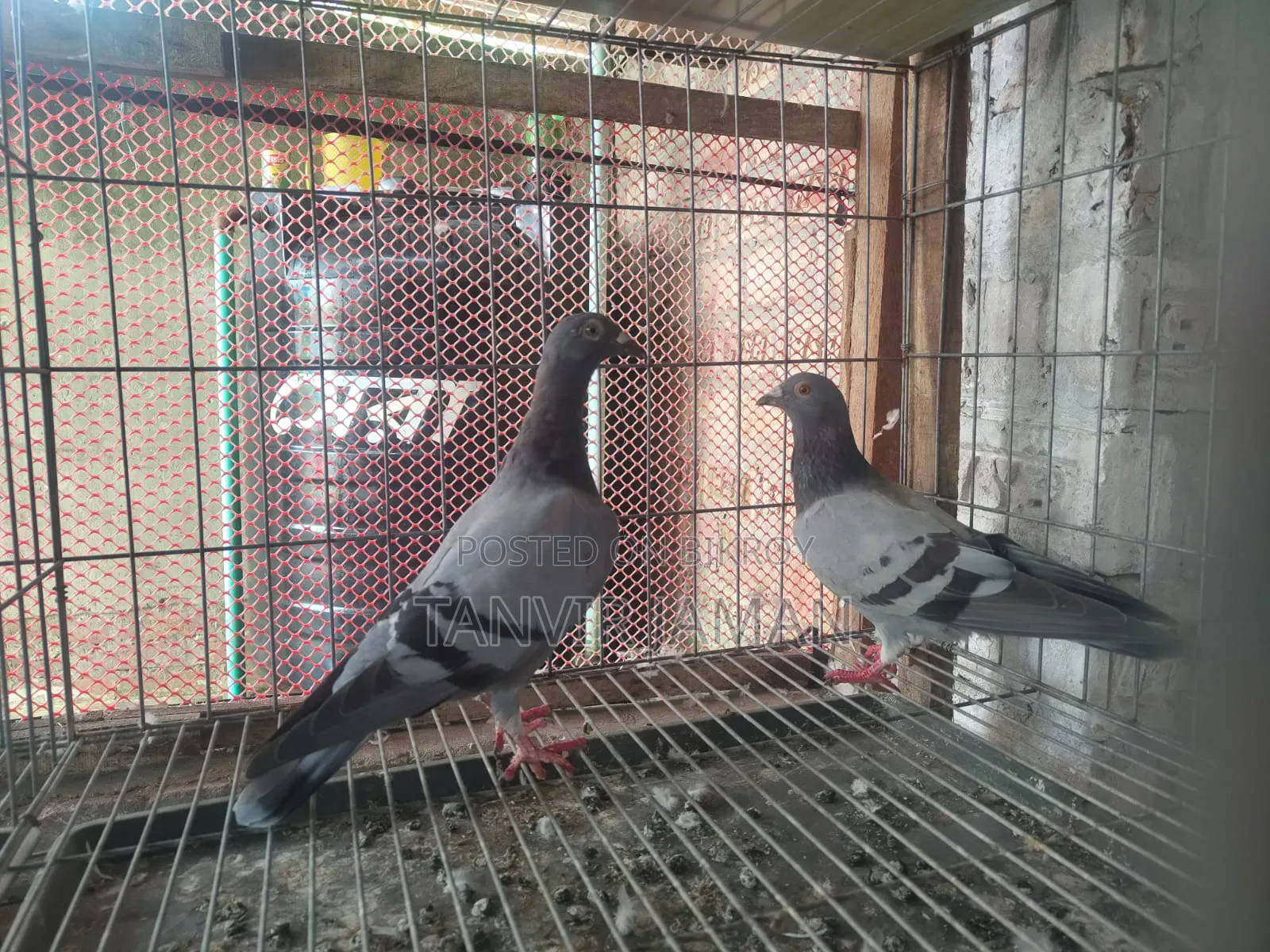 Racer Homer Pigeon
