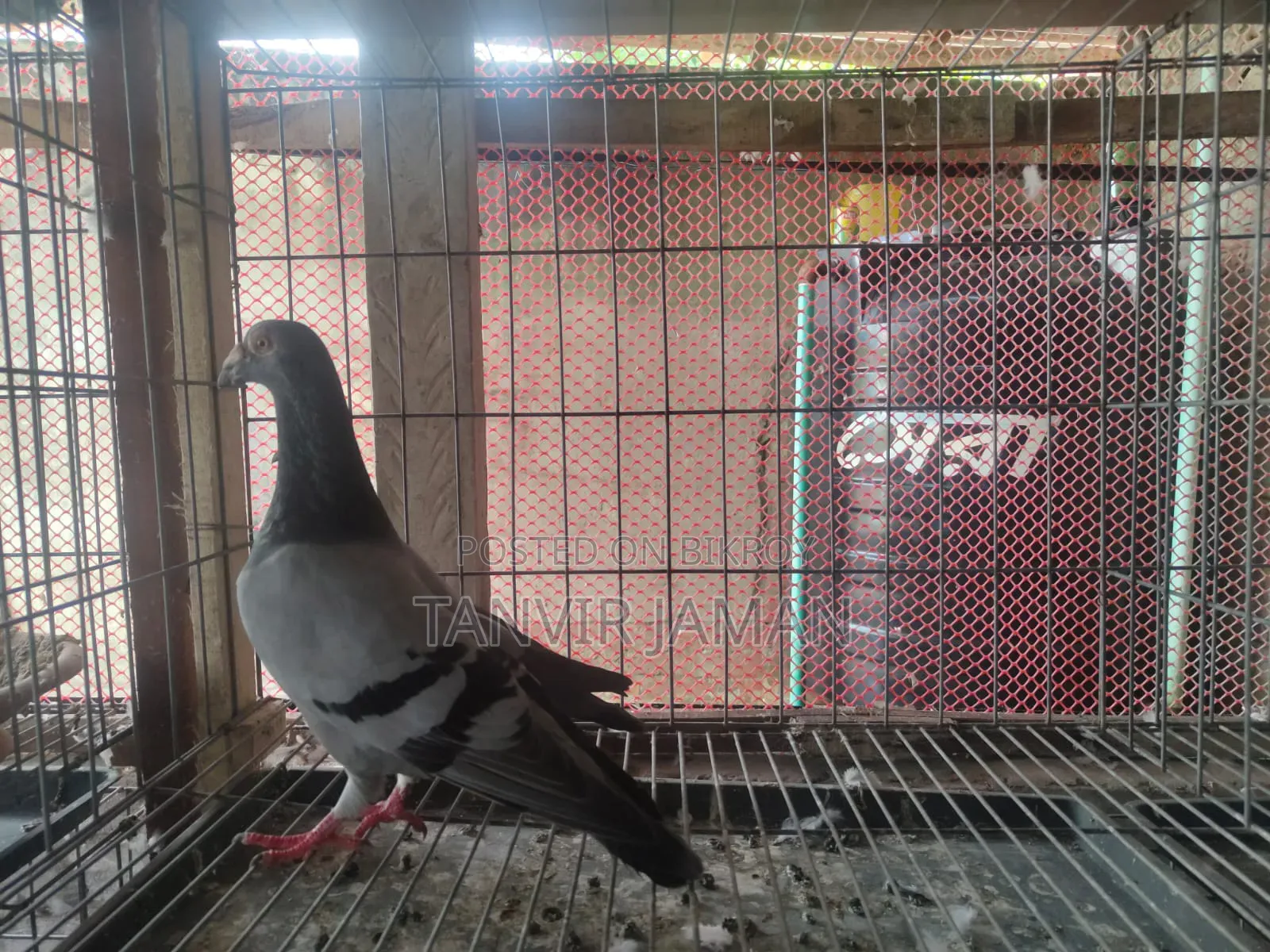 Racer Homer Pigeon