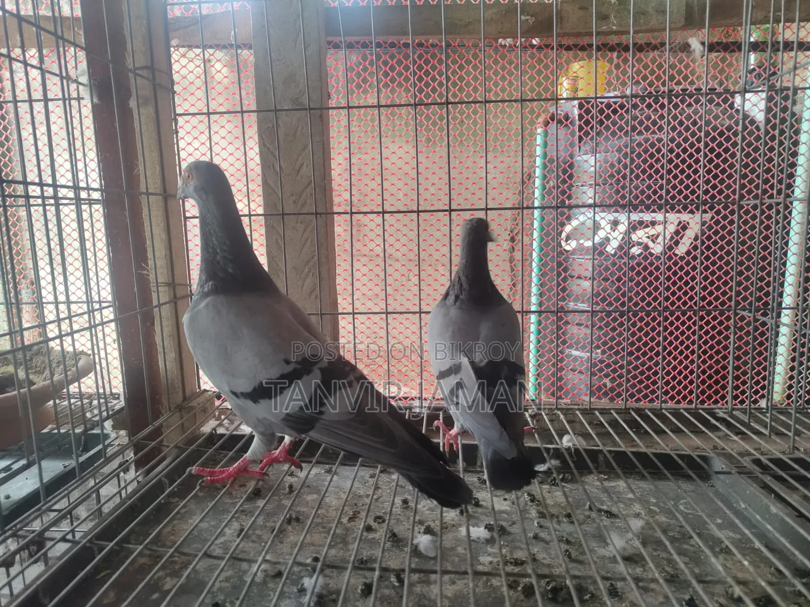 Racer Homer Pigeon