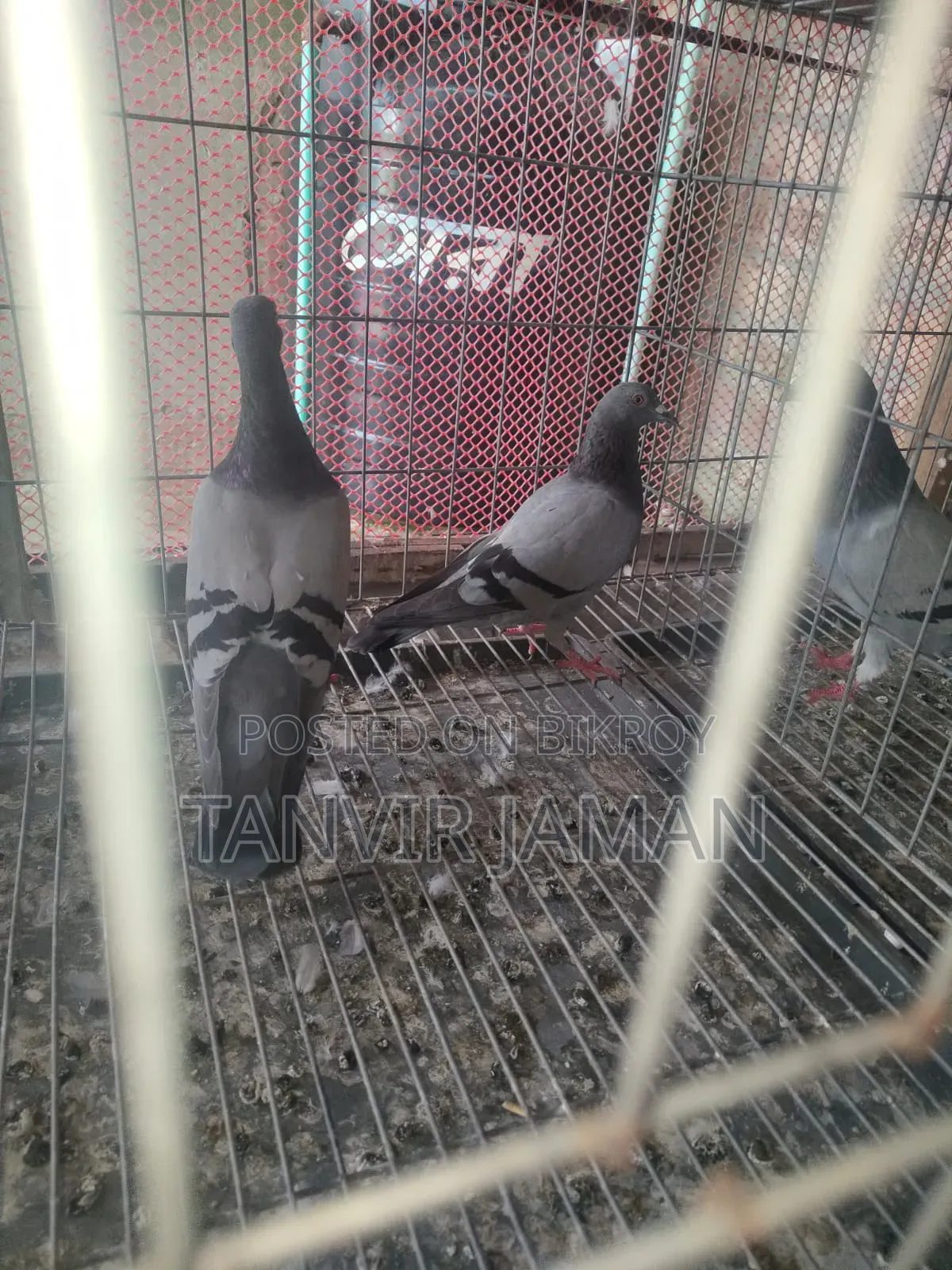Racer Homer Pigeon