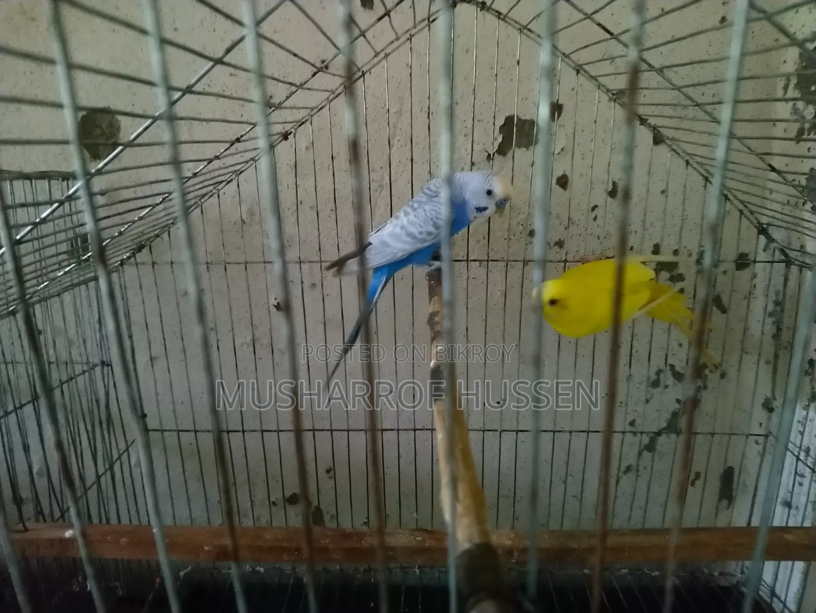১জোরা রানিং বাজিগর পাখি বিক্রি করা হবে