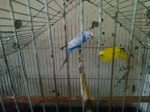 ১জোরা রানিং বাজিগর পাখি বিক্রি করা হবে