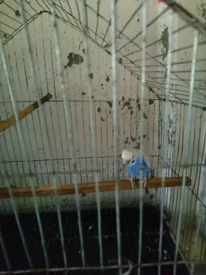 ১জোরা রানিং বাজিগর পাখি বিক্রি করা হবে