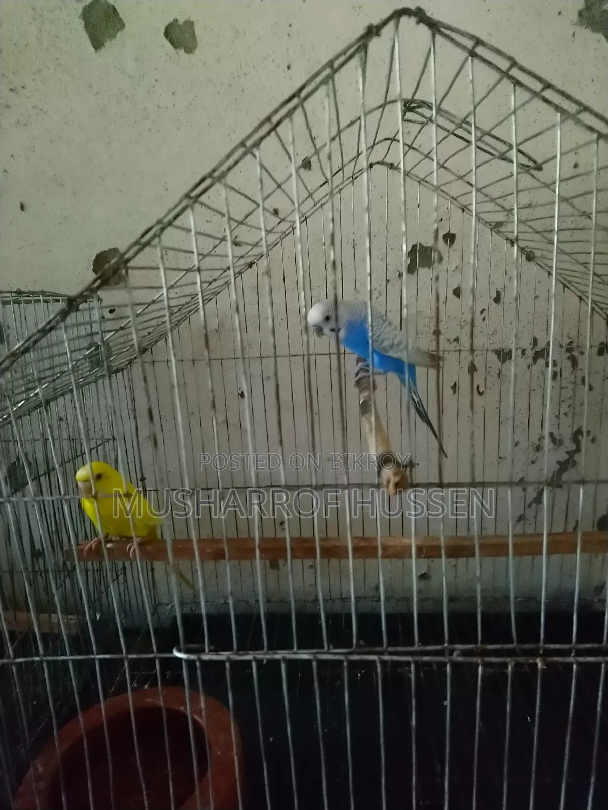 ১জোরা রানিং বাজিগর পাখি বিক্রি করা হবে