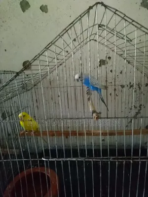 ১জোরা রানিং বাজিগর পাখি বিক্রি করা হবে