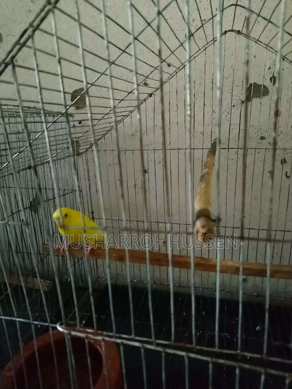 ১জোরা রানিং বাজিগর পাখি বিক্রি করা হবে