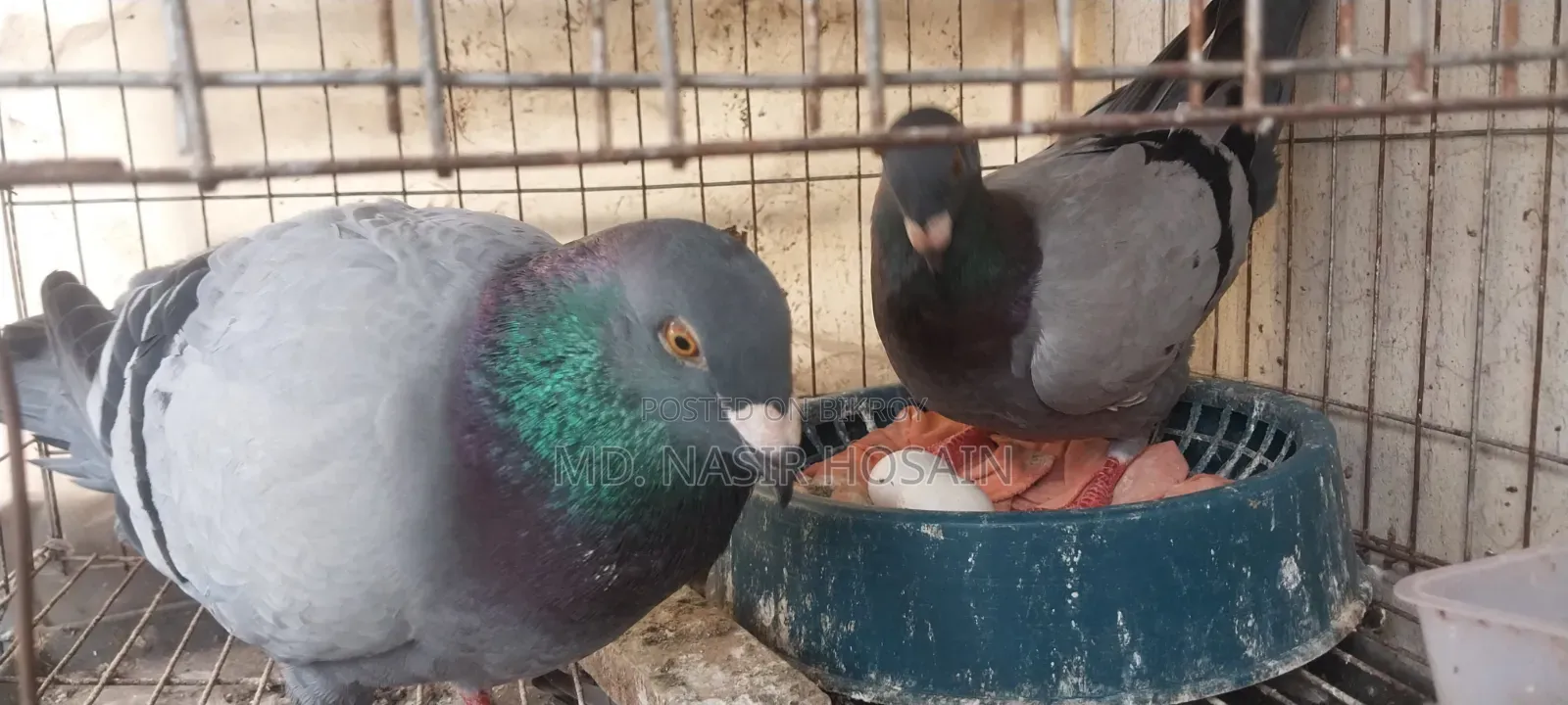 Homing Pigeon for Sale