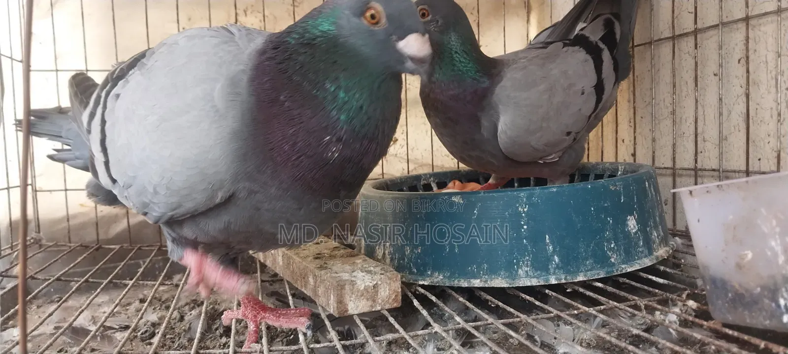 Homing Pigeon for Sale