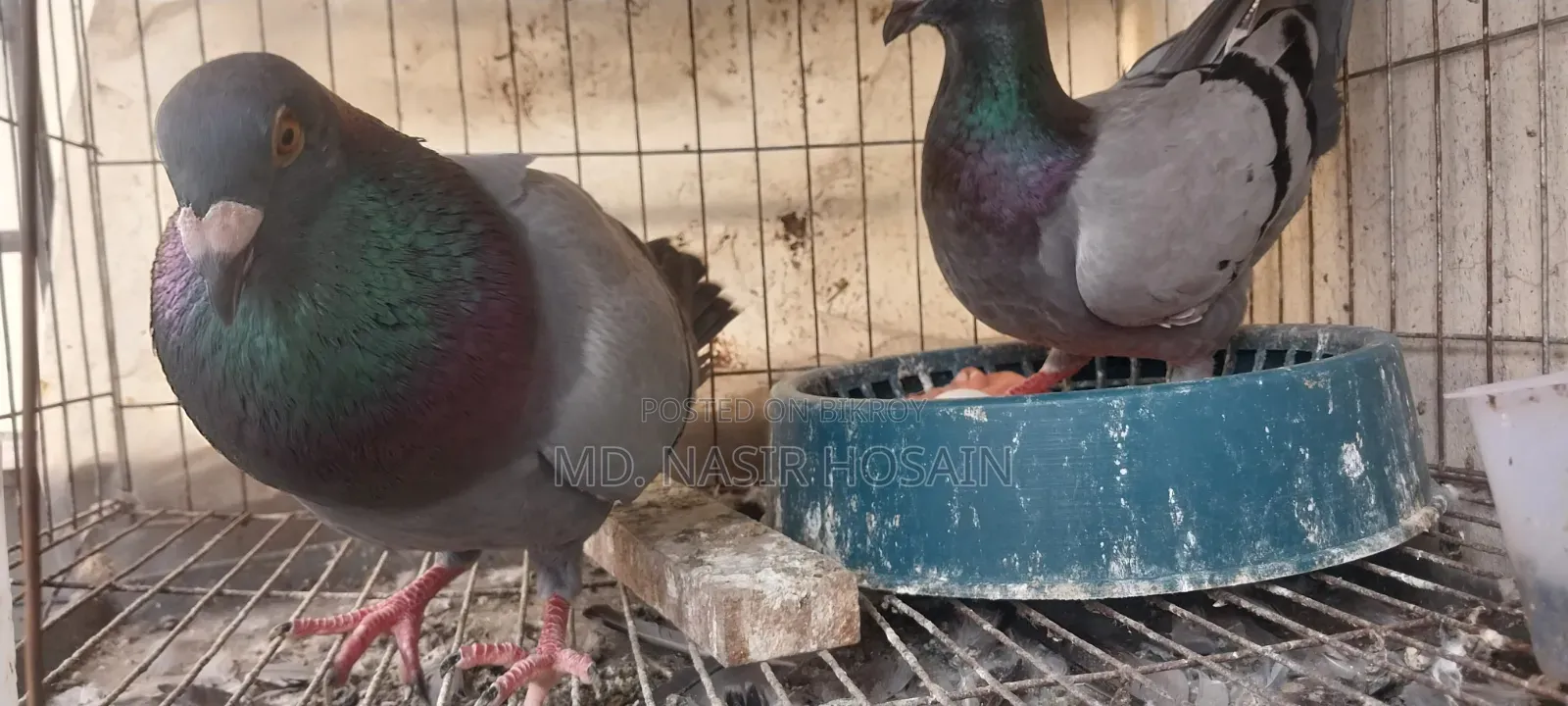 Homing Pigeon for Sale
