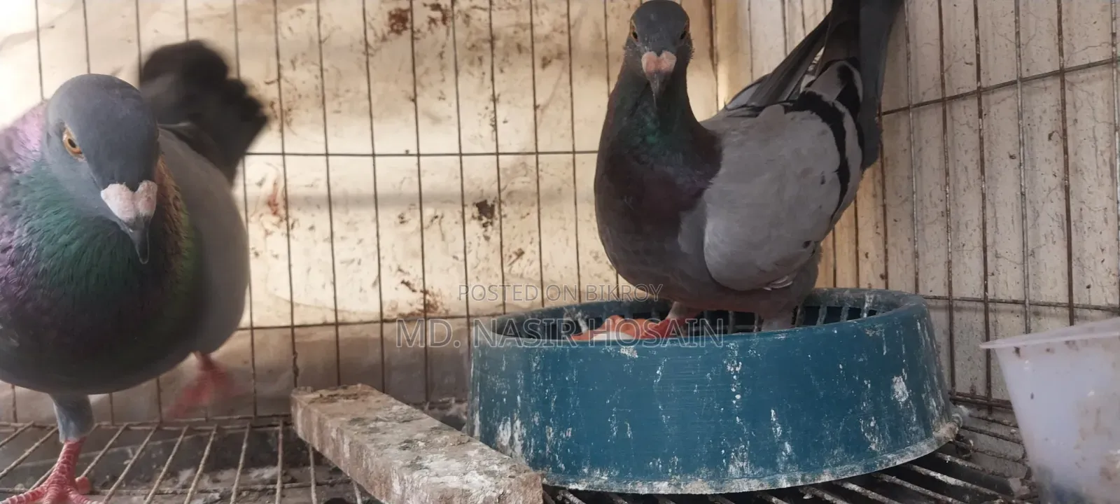 Homing Pigeon for Sale
