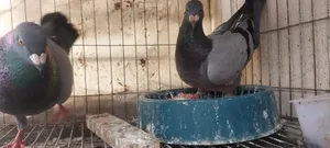 Homing Pigeon for Sale