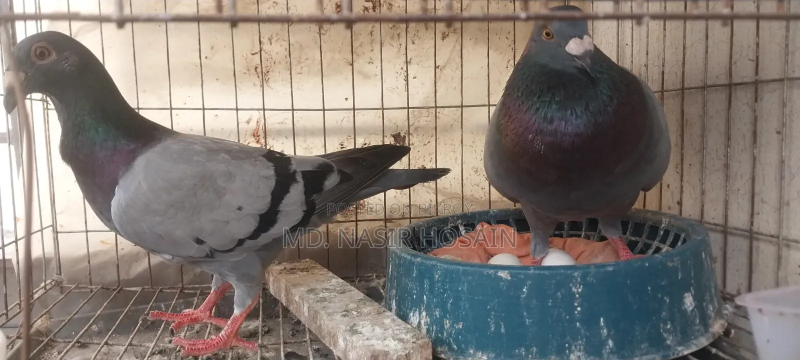 Homing Pigeon for Sale