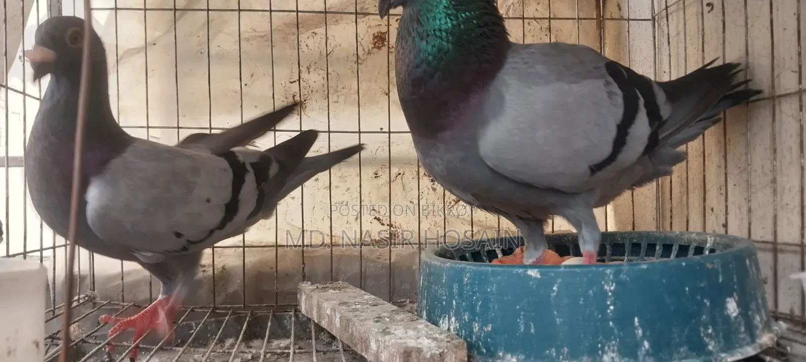 Homing Pigeon for Sale