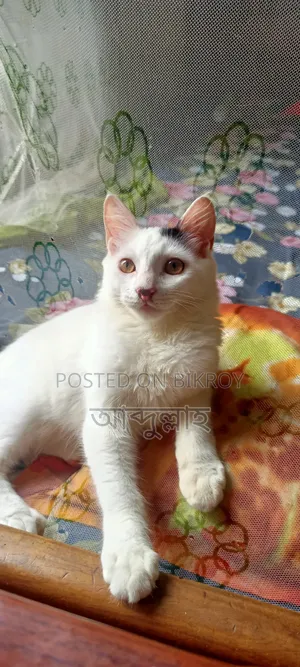 ৩-৬ মাসের ছেলে মিক্সড ব্রিড পারশিয়ান