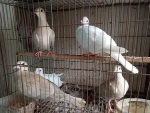 অস্ট্রেলিয়ান ঘুঘু ও বাজরিগার পাখি