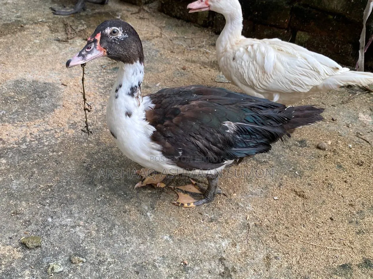 4 Months Old Muscovy Duck