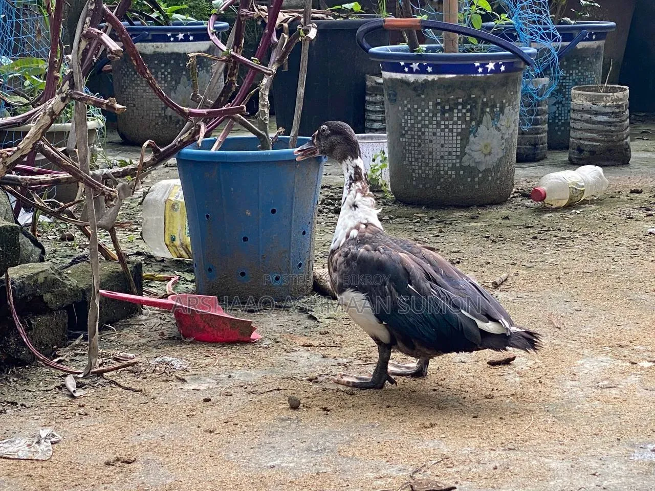 4 Months Old Muscovy Duck