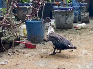 4 Months Old Muscovy Duck