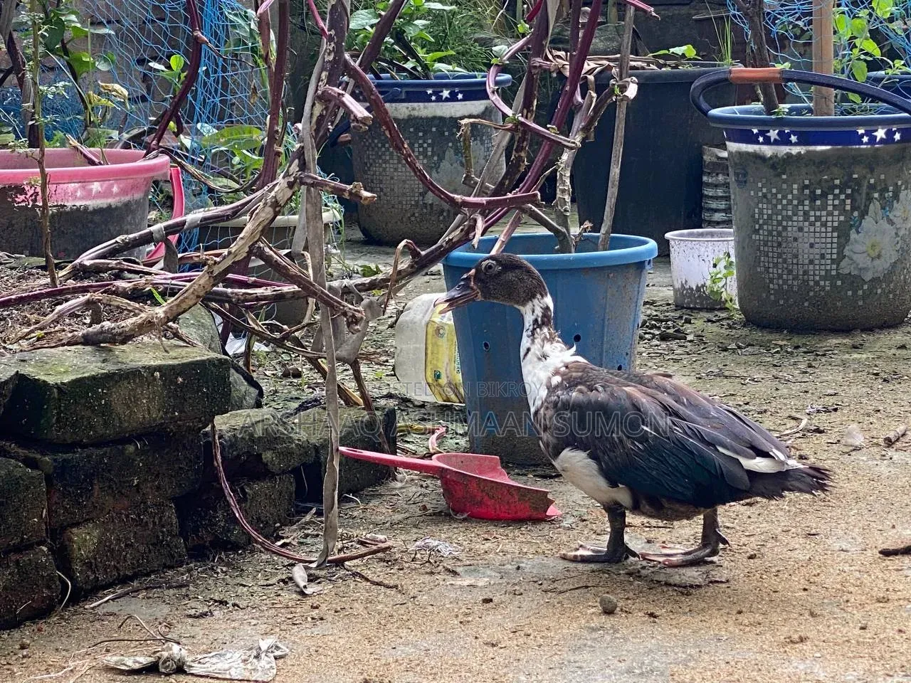 4 Months Old Muscovy Duck