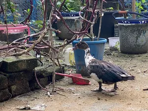 4 Months Old Muscovy Duck