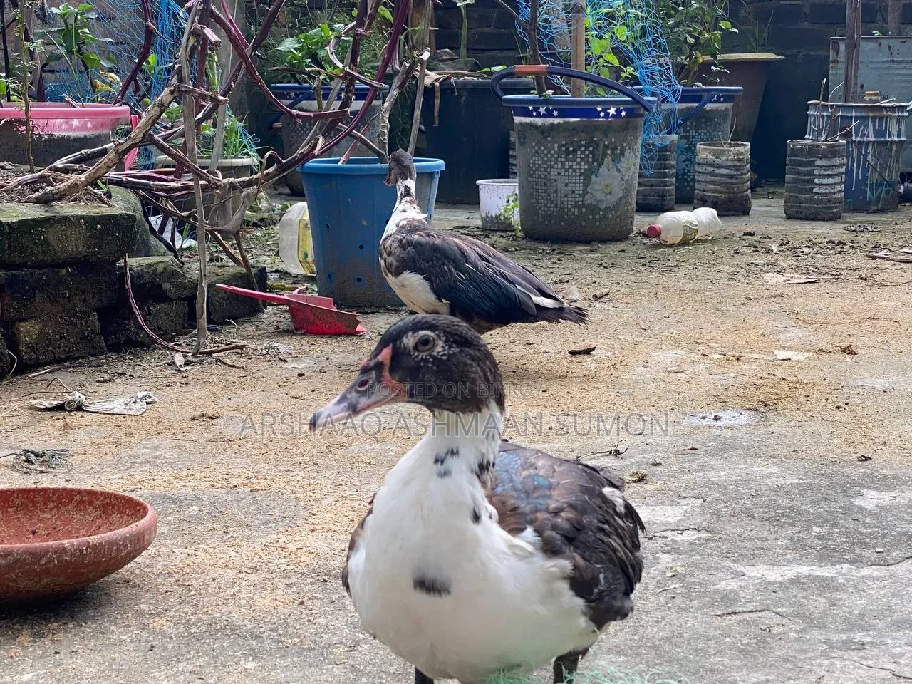 4 Months Old Muscovy Duck