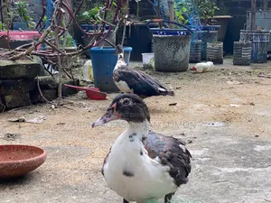 4 Months Old Muscovy Duck