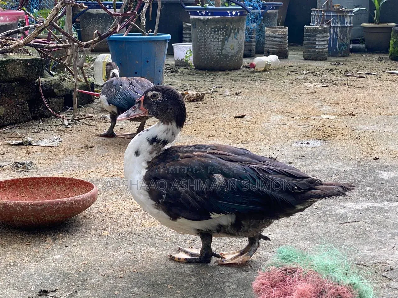 4 Months Old Muscovy Duck