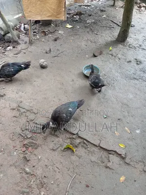 Muscovy Duck