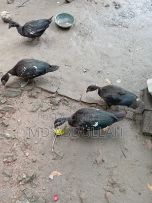 Muscovy Duck