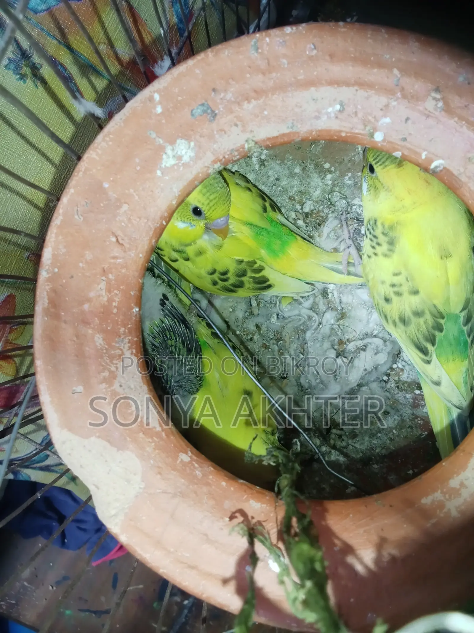 ৬টি সবুজ রঙের বাজরিগার পাখি প্রতি পিস ৪০০ টাকা। ৬টি পাখি এবং ফুল সেট ২৫০০ টাকা