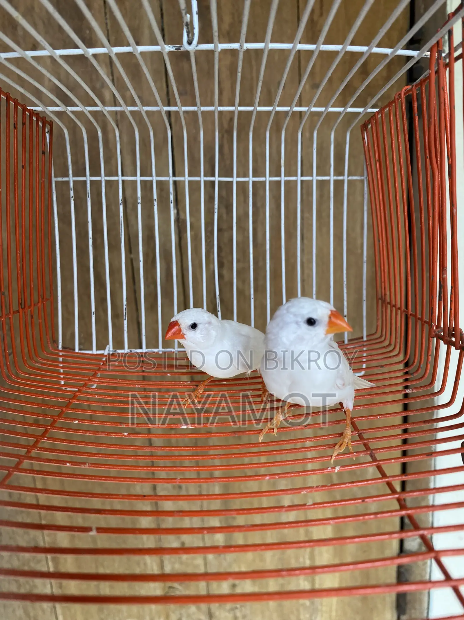 Finch Bird