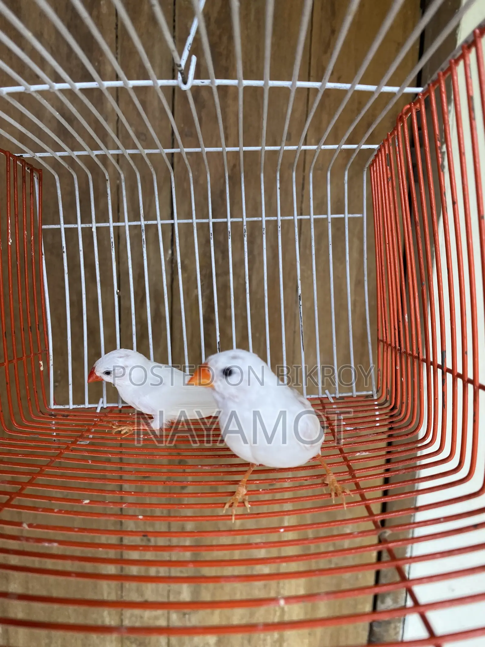Finch Bird